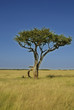 Afrika Masai Grasland Masai Mara Kenia Afrika Masai Grasland Masai Mara Kenia