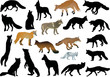 set of foxes and wolves isolated on white set of foxes and wolves isolated on white