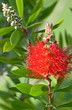 callistemon...rince bouteille