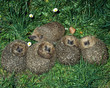 Igel_116342