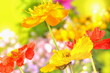 Mohnblüten