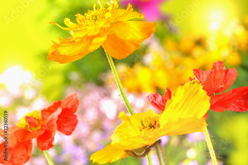 Foto: Mohnblüten Mohnblüten