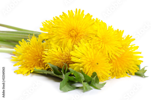 Foto: Yellow dandelion isolated on a white Yellow dandelion isolated on a white