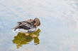 Goose cleaning herself in Hyde Park, London