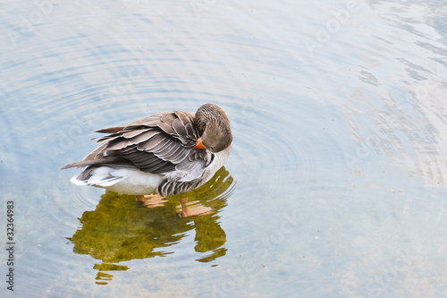 Photo: Goose cleaning herself in Hyde Park, London Goose cleaning herself in Hyde Park, London