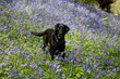Bluebells and Labrador