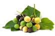 Jatropha