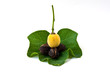 Foto: Jatropha Jatropha