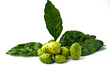 Foto: Morinda citrifolia Morinda citrifolia