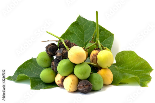 Foto: Jatropha Jatropha