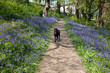 Bluebells and Labrador
