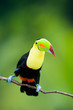 Keel Billed Toucan, from Central America. Keel Billed Toucan, from Central America.