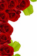 Ornament of red roses and leaves Ornament of red roses and leaves