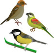 Vettoriale: 3 birds 3 birds
