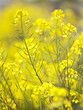 Foto: yellow yellow