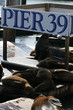 Sea lions at Pier 39, San Francisco, USA.. Sea lions at Pier 39, San Francisco, USA..