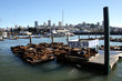 Sea lions at Pier 39, San Francisco, USA.. Sea lions at Pier 39, San Francisco, USA..