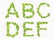 ABC[leafsC]_01