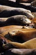 Sea lions at Pier 39, San Francisco, USA.. Sea lions at Pier 39, San Francisco, USA..