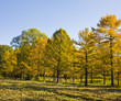 Autumn larches