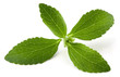 Stevia rebaudiana, sweet leaf sugar substitute Stevia rebaudiana, sweet leaf sugar substitute