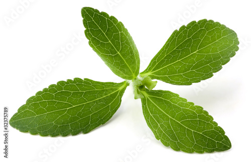 Photo: Stevia rebaudiana, sweet leaf sugar substitute Stevia rebaudiana, sweet leaf sugar substitute