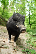 Wildschwein im Wald Wildschwein im Wald