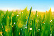 ����: Dew on blades of grass � Igor Kolos #32381198