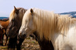 Horse Mane