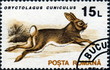 Oryctolagus Cuniculus. lapin de garenne. Timbre postal. Oryctolagus Cuniculus. lapin de garenne. Timbre postal.