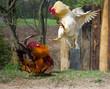 cockfight