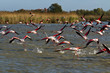 Greater flamingos flying