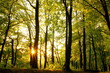 Rays of the setting sun