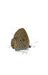 Exotic butterfly isolated on white