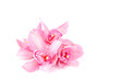 orchid isolated orchid isolated