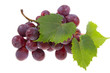 grape isolated grape isolated