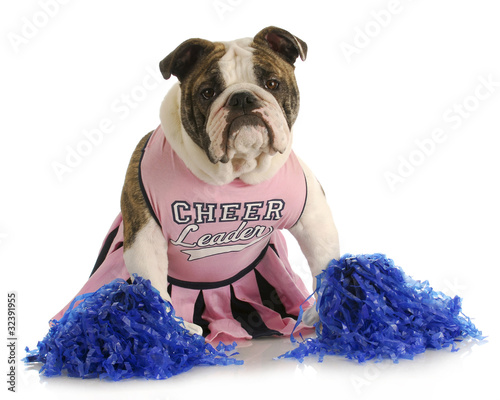 Photo: cheerful dog cheerful dog