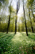 Waldlichtung im Gegenlicht 2