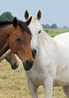 horses