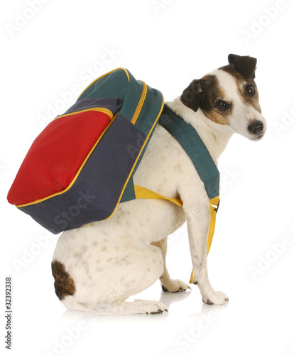 Photo: dog school dog school