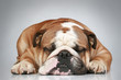 English bulldog lying on a grey background English bulldog lying on a grey background