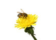 Honey bee on an yellow Dandelion flower. Isolated Honey bee on an yellow Dandelion flower. Isolated