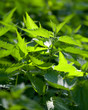 Große Brennessel (Urtica Dioica) im Freien