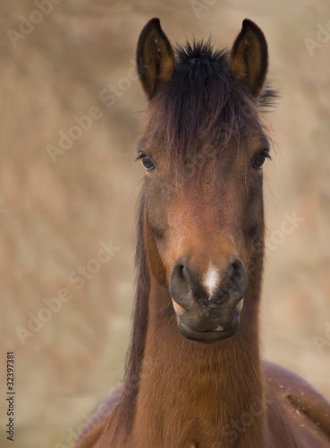 Photo: Arabian Horse Portrait Arabian Horse Portrait
