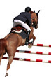 Reitsport, Pferdesport, Reiten, Springreiten, Hürdenspringen Reitsport, Pferdesport, Reiten, Springreiten, Hürdenspringen