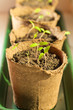 A pot with plant