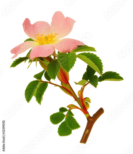 Photo: Pousse et fleur d'églantier Pousse et fleur d'églantier