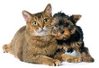 Cat and puppy  in studio