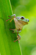 Europäischer Laubfrosch