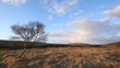 Tree at Hraunfoss